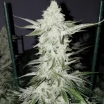 white-widow-autoflower-seeds