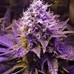 cannabis-buy-seeds-thc-marijuana