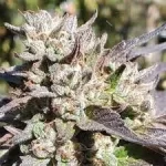 cannabis-seeds-marijuana-single-thc