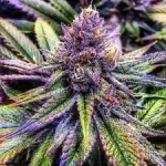 cannabis-buy-seeds-marijuana
