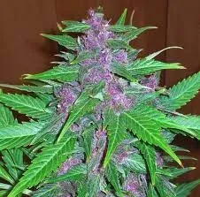 purple-haze-autoflower-seeds
