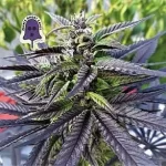purple-ghost-candy-feminized-seeds