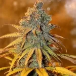 cannabis-buy-seeds-marijuana-thc