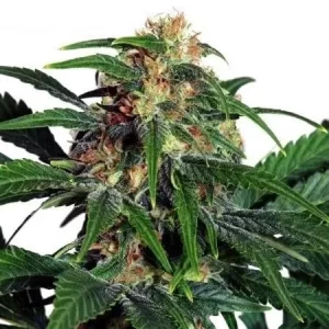 hawaii-maui-waui-autoflower-seeds