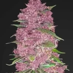 Purple Punch Feminized