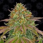 buy-wedding-cake-feminized-seeds-usa-cannabis