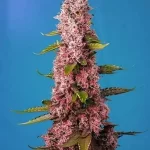 cannabis-buy-seeds-marijuana-thc