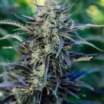 marijuana-buy-cannabis-seeds