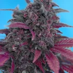 dark-devil-autoflower-seeds