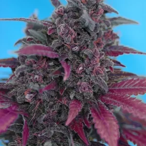 dark-devil-autoflower-seeds