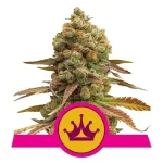 cannabis-seeds-marijuana-thc-buy