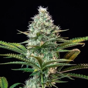 cannabis-buy-seeds-marijuana-strain-usa-single