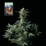 peyote-kush-feminized-seeds