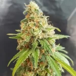 cannabis-seeds-marijuana-single-buy