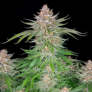 california-kush-autoflower-seeds