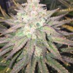 seeds-thc-cannabisusa-marijuana-1seeds.com