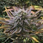 seeds-thc-cannabisusa-marijuana-1seeds.com