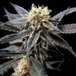 seeds-thc-cannabisusa-marijuana-1seeds.com