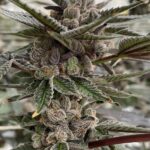 marijuana-seeds-thc-cannabisusa-1seeds.com