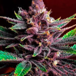 marijuana-seeds-best-thc-cannabis-usa