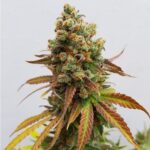 marijuana-seeds-thc-cannabisusa-1seeds.com