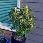 sour-diesel-feminized-marijuana-seeds-single-strain-usa