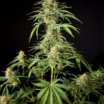 marijuana-seeds-thc-cannabisusa-1seeds.com