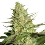 seeds-thc-cannabisusa-marijuana-1seeds.com