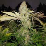 seeds-thc-cannabisusa-marijuana-1seeds.com