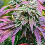 marijuana-thc-cannabis-1seeds.com-seeds