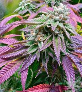 marijuana-thc-cannabis-1seeds.com-seeds