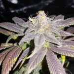 marijuana-thc-cannabis-1seeds.com-seeds