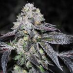 marijuana-seeds-thc-cannabisusa-1seeds.com