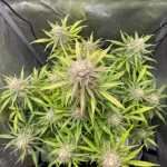 strawberry-banana-cannabis-strain-seeds-usa