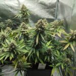 sunset-sherbet-feminized-marijauna-seeds-cannabis-usa-single