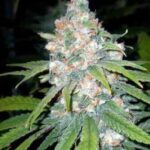 buy-marijuana-thc-buy-usa-best-cannabis