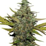 super-skunk-feminized-marijuana-seeds-strain-cannabis-usa-single