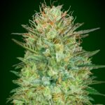 marijuana-seeds-buy-best-usa-thc-cannabis