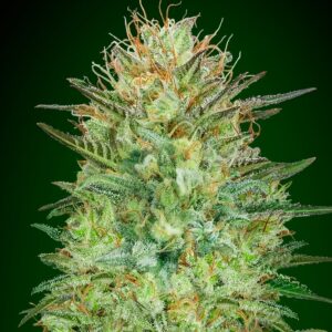 marijuana-seeds-buy-best-usa-thc-cannabis