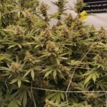 sweet-critical-feminized-marijuana-seeds-strain-cannabis-single-usa