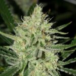 marijuana-buy-usa-best-cannabis-thc