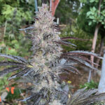 cannabis-seeds-usa-buy-marijuana