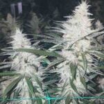 white-widow-autoflower-cannabis-seeds-strain-usa-marijuana-1seeds