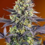 zkittlez-feminized-marijuana-seeds-strain-usa-single