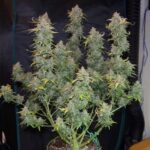 zkittlez-feminized-marijuana-strain-seeds-single-usa