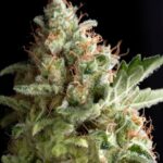 American-pie-autoflower-strain-cannabis-seeds-usa-1seeds