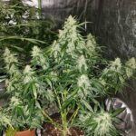 American-pie-autoflower-strain-cannabis-seeds-1seeds-usa