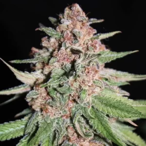 American-pie-autoflower-marijuana-seeds