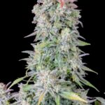 marijuana-seeds-buy-best-usa-thc-cannabis