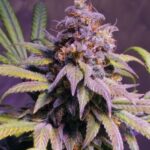 afghani-kush-marijuana-seeds-usa-strain